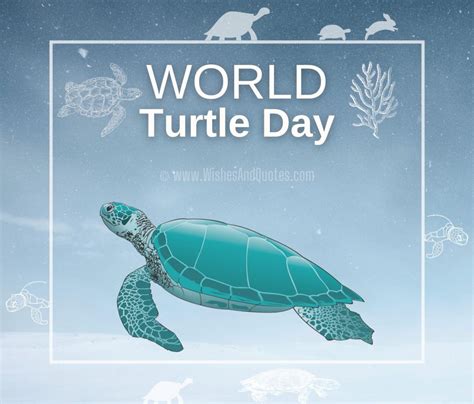 World Turtle Day 2024: Quotes, Messages, Greetings, Images