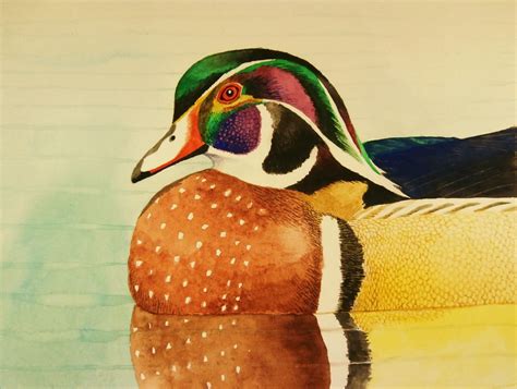 Tom Bose Watercolors: No. 29: Wood Duck Watercolor