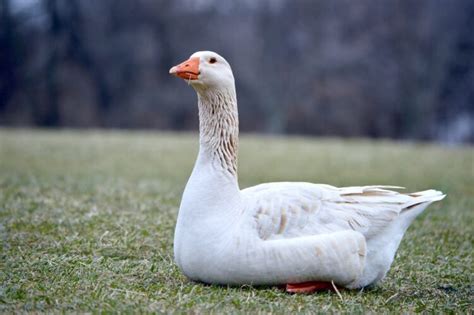 176 Famous and Funny Goose Names – Animal Names