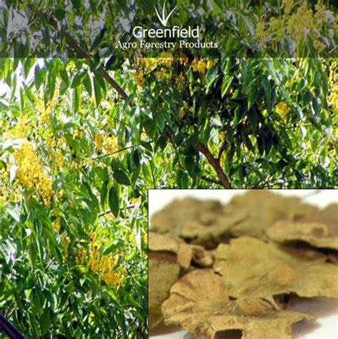 Bija Forestry Tree Seeds ( Pterocarpus Marsupium ) by Greenfield Agro Forestry Product | ID - 655309