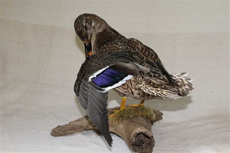 Taxidermy Projects - Birds | American Wildlife Studios