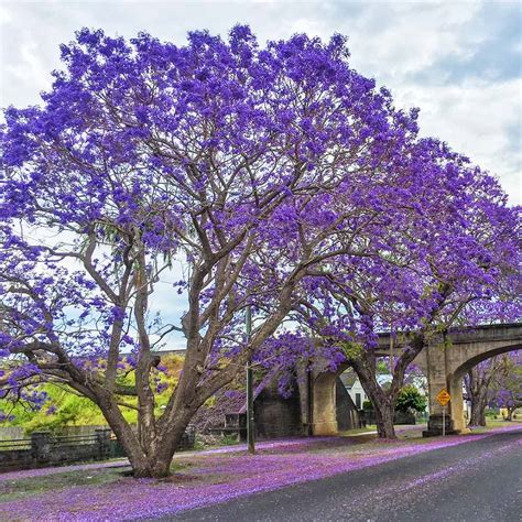 Jacaranda Trees for Sale – FastGrowingTrees.com