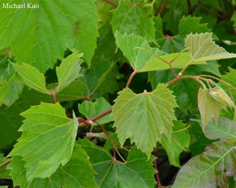 Vitis riparia (riverbank grape) at Midwestnaturalist.Com