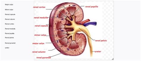 [Solved] Kidney Labeling. Major calyx Minor calyx Renal capsule Renal column... | Course Hero