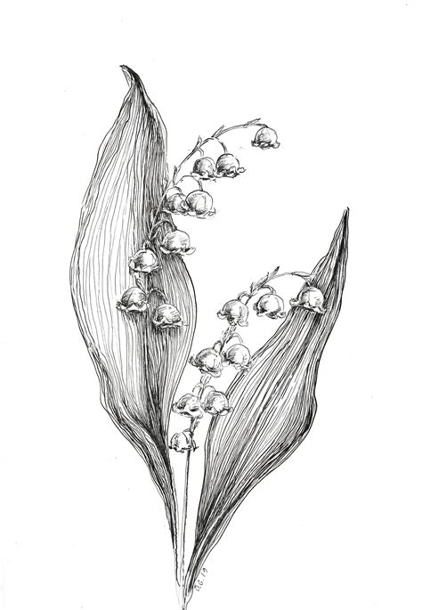 Lily Of The Valley Drawing