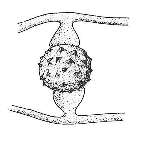 Fungi | Rhizopus, Sexual Reproduction 4 - wall of zygospore thickens. Biology Teaching Resources ...