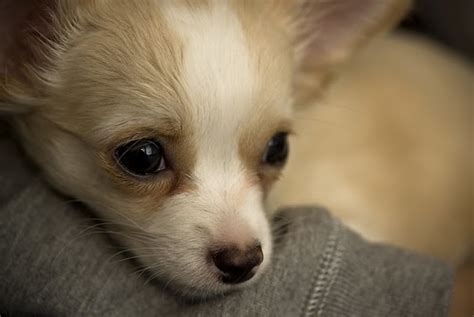 How to Take Care of a Chihuahua Puppy - Totorus