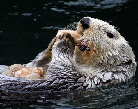 What Do Sea Otters Eat? And Other Otter Trivia | The Marine Mammal Center