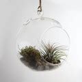 Air Plant Terrarium Globe Kit - Small - Modern Plants