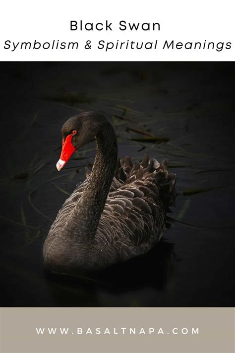 Black swan symbolism spiritual meanings – Artofit