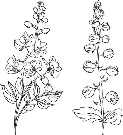 delphinium tattoo black and white, pencil delphinium drawing, July ...