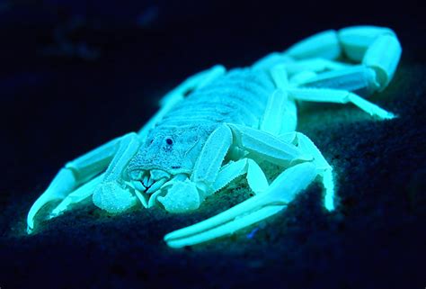 Glowing Scorpion Exoskeletons May Be Giant Eyes | WIRED