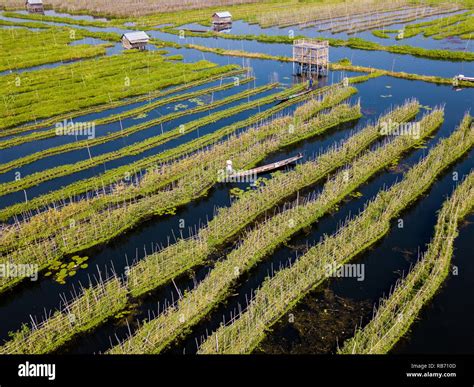 Inle Lake floating gardens Stock Photo - Alamy