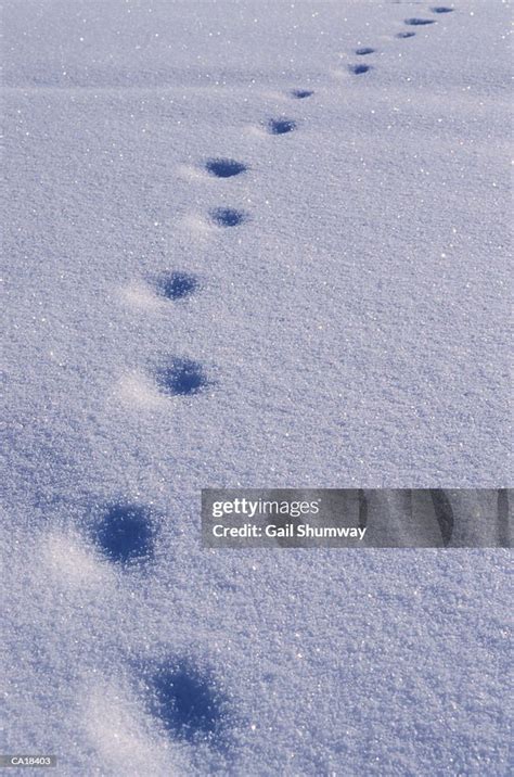 Coyote Tracks In Snow High-Res Stock Photo - Getty Images