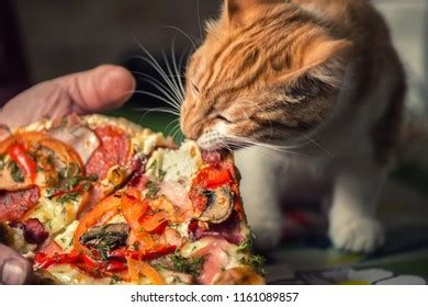 56 Lion Eating Pizza Images, Stock Photos, and Vectors | Shutterstock