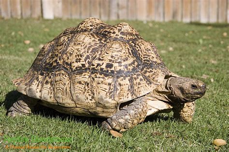 Giant Sulcata Tortoise - Reptile Roadshow Parties and Events