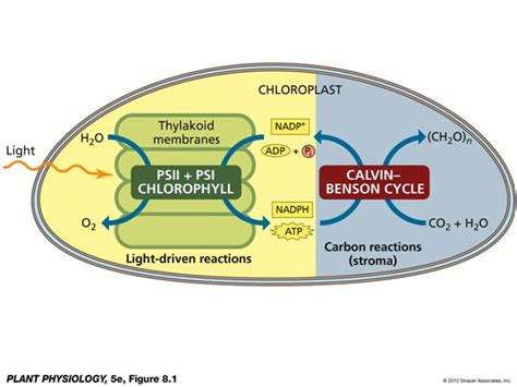 How Do Plants Get Energy From the Sun? – SSISC