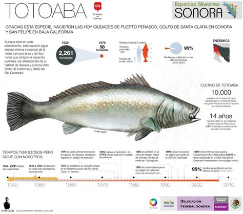 Totoaba Fish critically endangered by memuco on DeviantArt