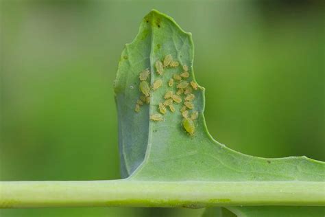 How to Prevent and Manage Common Mustard Green Pests and Diseases