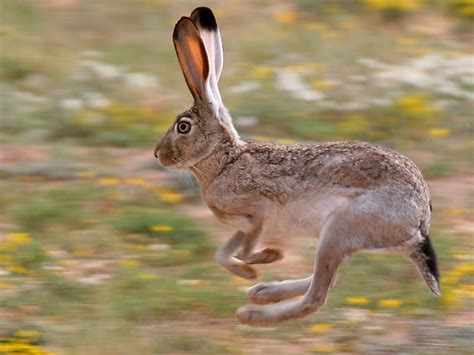 Jackrabbit, Jackrabbit facts, How fast can a Jackrabbit run, Jack rabbit life cycle