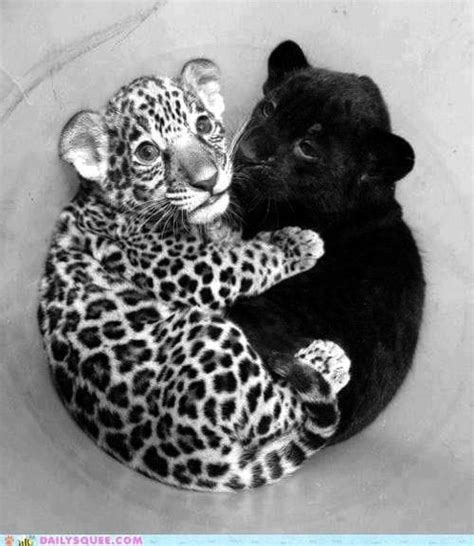 Leopard & Black Panther cubs