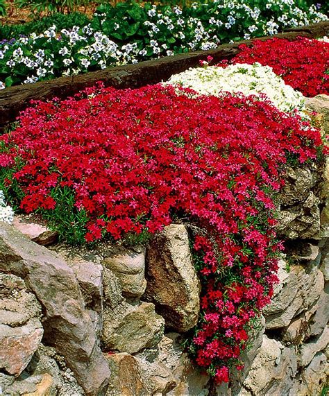 304 best Rock Gardens & Ground Covers images on Pinterest | Landscaping ...