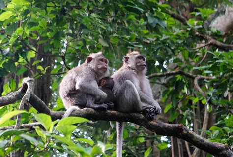 Sacred Monkey Forest | Jeff and Jane