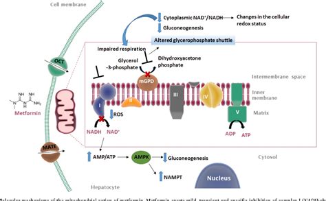 Mechanisms of action of metformin in type 2 diabetes: Effects on mitochondria and leukocyte ...