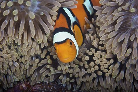 Matching Clownfish (Anemonefish) and Host Anemones