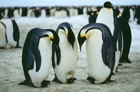 Emperor Penguin Antarctica Our beautiful Wall Art and Photo Gifts ...