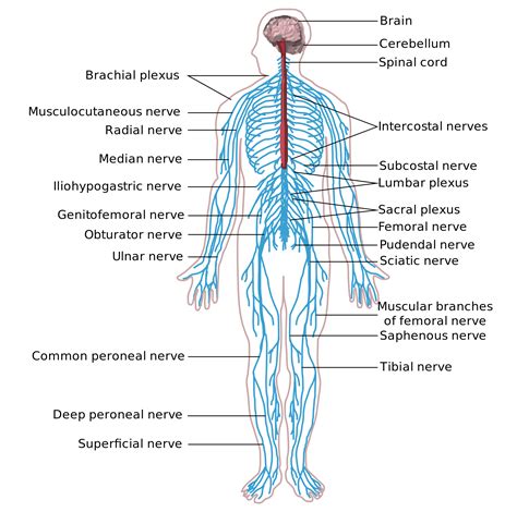 What structures are part of the peripheral Nervous system? | Socratic