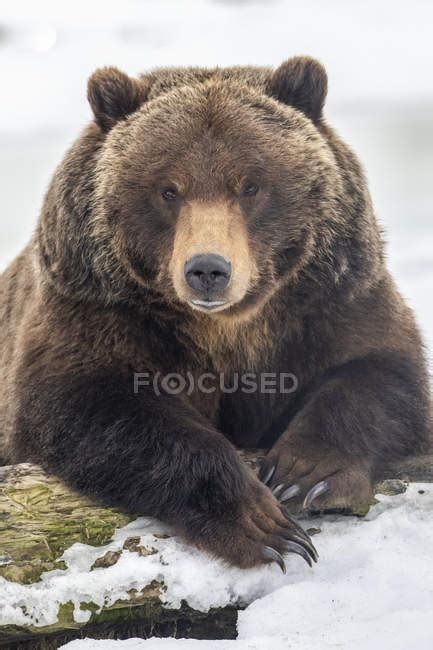 Grizzly bear in the snow at wild nature — fascinating, beautiful ...