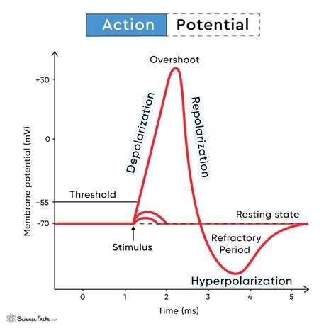 Action Potential Diagram Synapse