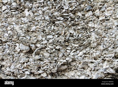 Coquina shells hi-res stock photography and images - Alamy