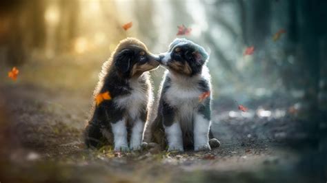 Cute Puppies Kissing