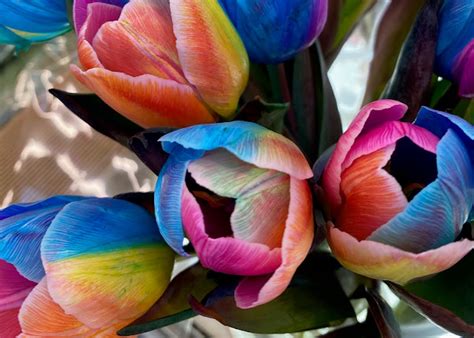 rainbow tulips