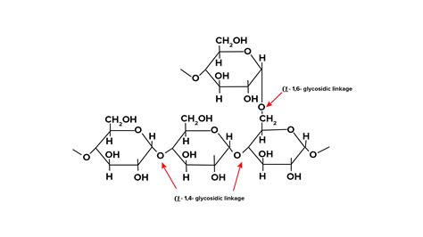 Glycogen is a polymer of / Repeating unit of glycogen is