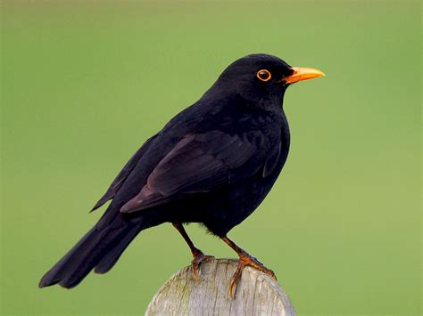 Eurasian Blackbird - eBird