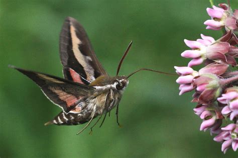 Gallium Sphinx Moth - A Photographic Journey through New England