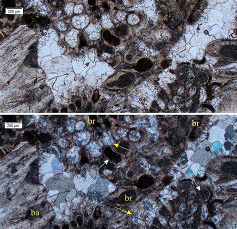 Micrite Thin Section