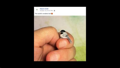 Is This a Photo of a Zunzuncito, the World's Smallest Bird? | Snopes.com