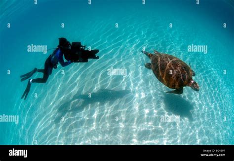 Cameraman Michael Pitts filming Green turtle (Chelonia mydas) Karan Island. Arabian Gulf June ...