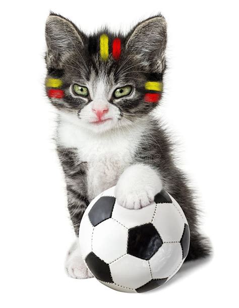 244 Cat Soccer Ball Photos - Free & Royalty-Free Stock Photos from ...