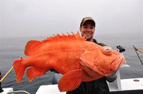 Americano bate recorde ao fisgar peixe esquisito de 18,46 quilos ...