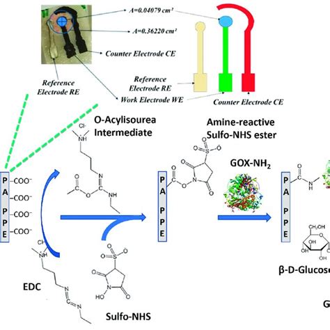 Photograph and schematic (A) of the paper-based glucose biosensor via... | Download Scientific ...