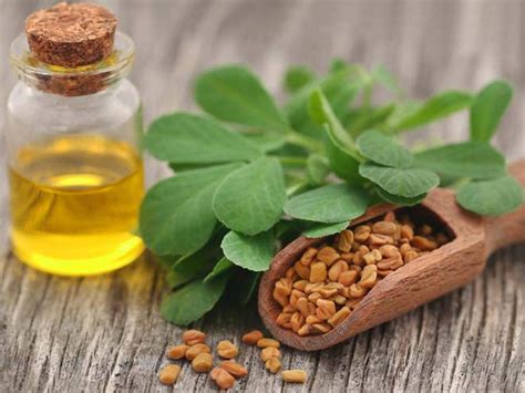 Fenugreek Oil - Indian Farmer Land