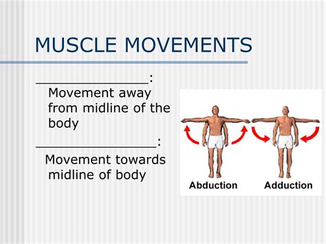 Muscle Movement