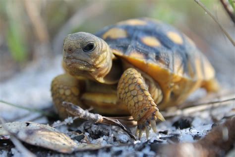 The Glory of The Gopher Tortoise - IDEAS For Us