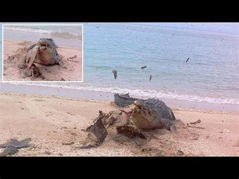 'Strong Bite Forces' Saltwater Crocodile Bites Shattering Shell of Sea Turtle - YouTube