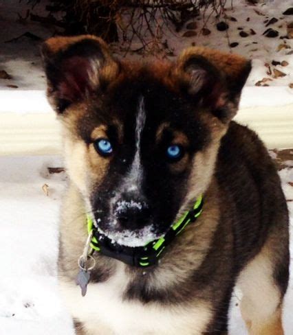 German Shepherd Husky Mix Blue Eyes